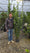 Laurier Sauce (Laurus nobilis) 5 - Achat en ligne