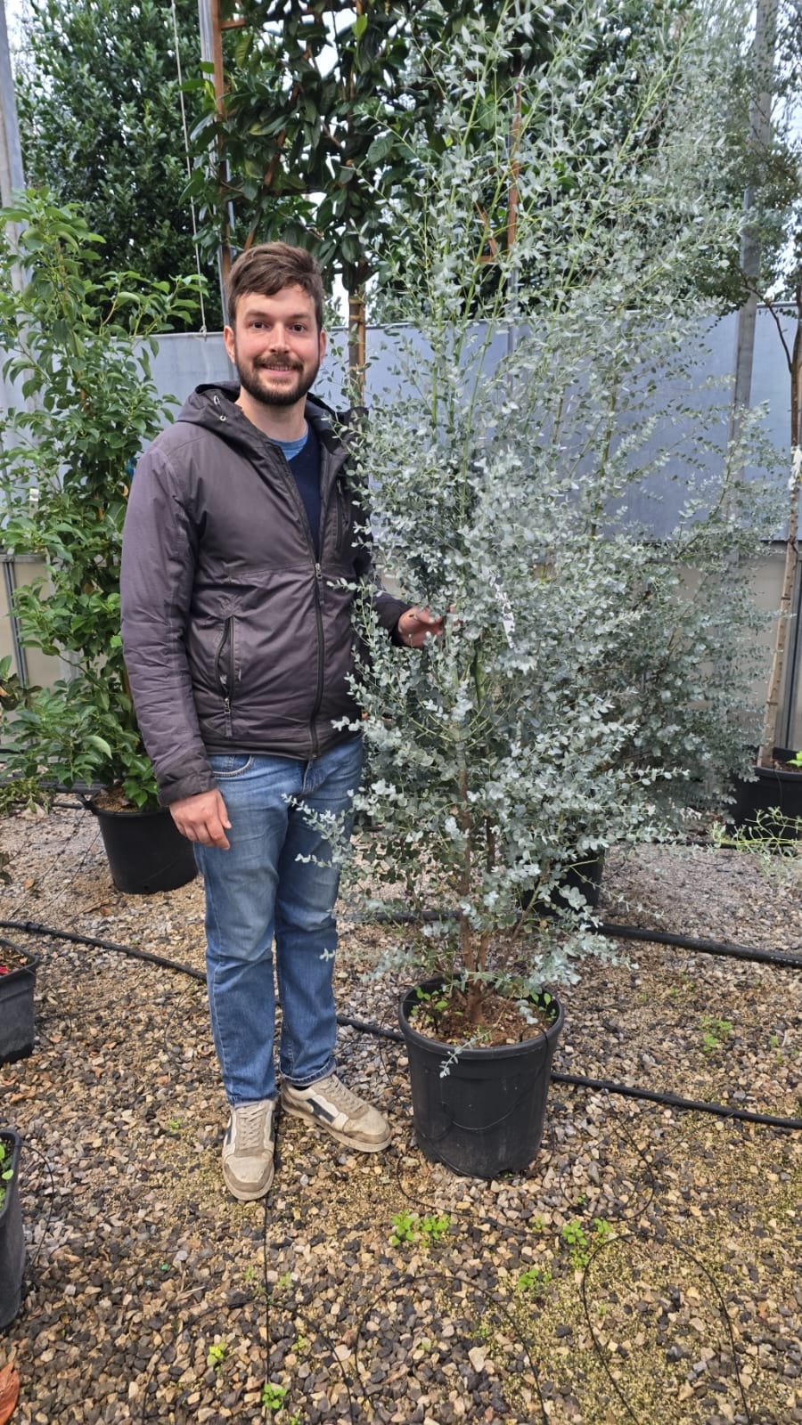 Eucalyptus à feuilles rondes (Eucalyptus Gunnii) 8 - Achat en ligne