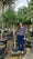 Pin Parasol (Pinus pinea) 9 - Achat en ligne