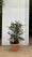 Pot 35L avec proposition Camélia d'Automne en 20L