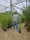 Bambou (Phyllostachys) Aurea 11 - Achat en ligne
