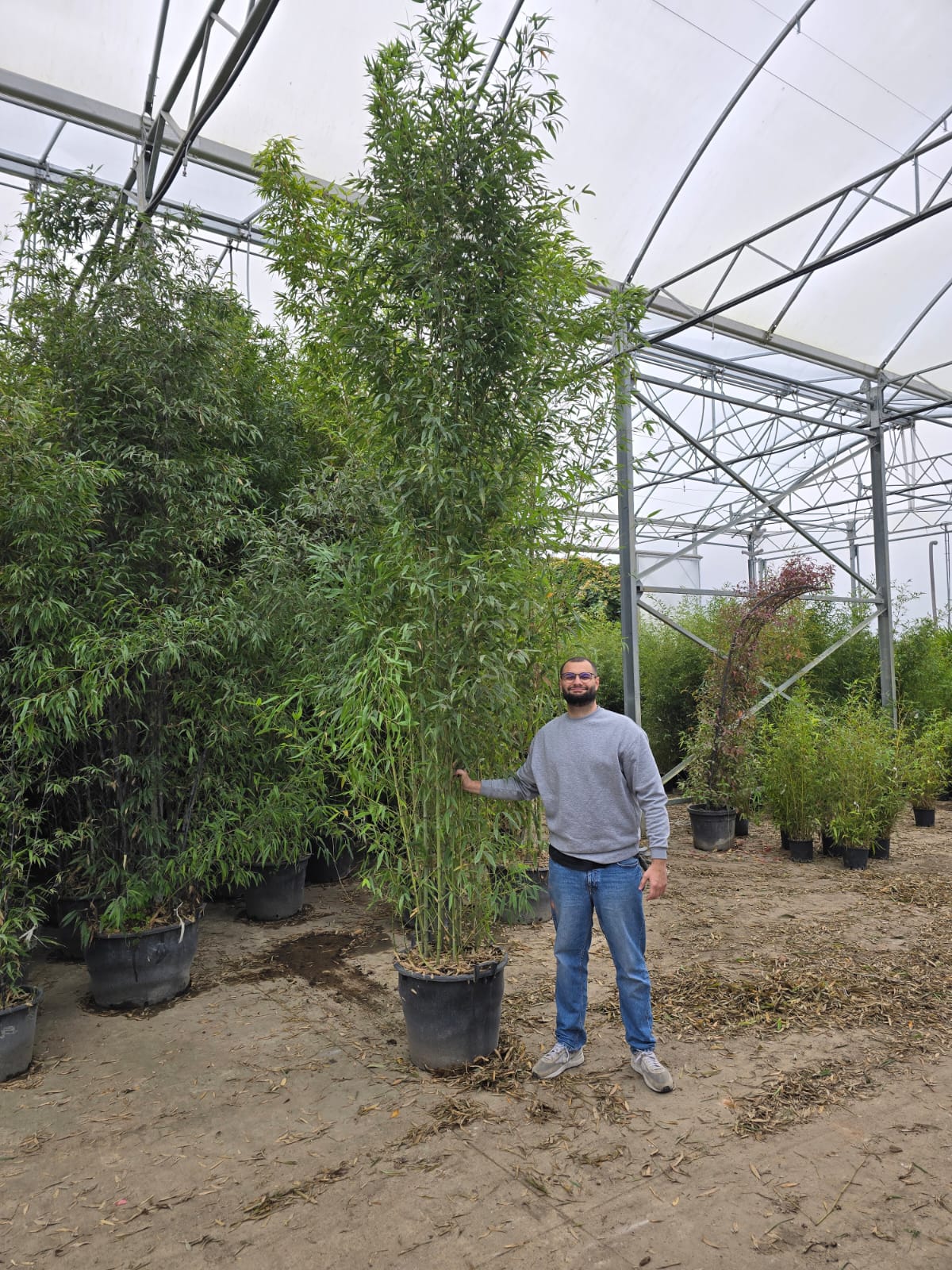 Bambou (Phyllostachys) Aurea 15 - Achat en ligne