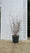 Magnolia à fleurs blanches étoilées (Magnolia Stellata) 6 - Achat en ligne