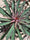 Image to render