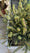 Image to render
