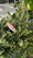 Image to render
