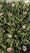 Image to render