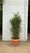 Pot 35L avec proposition Bambou Aurea en 10L