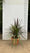 Pot 35L avec proposition Cordyline