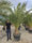 Palmier Phoenix (Phoenix canariensis) 8 - Achat en ligne