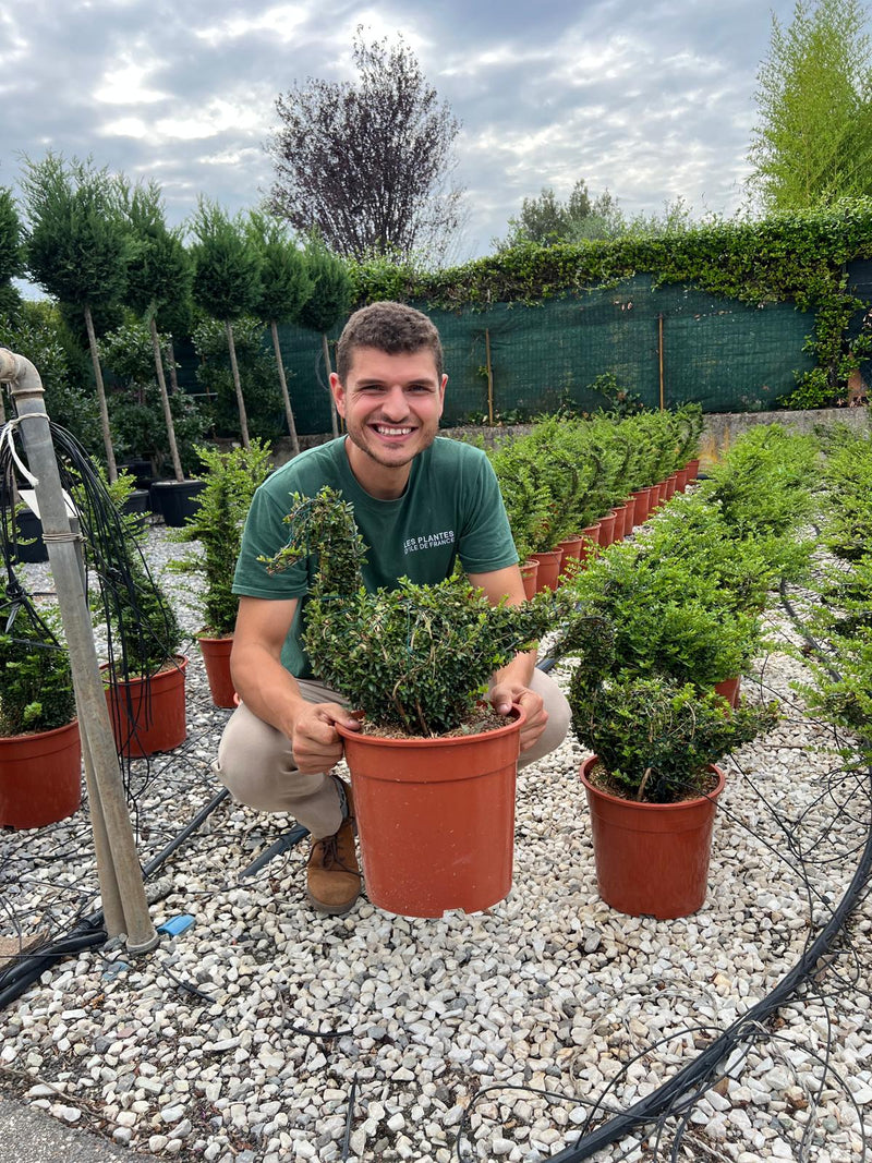 Troène du Yunnan en topiaire
