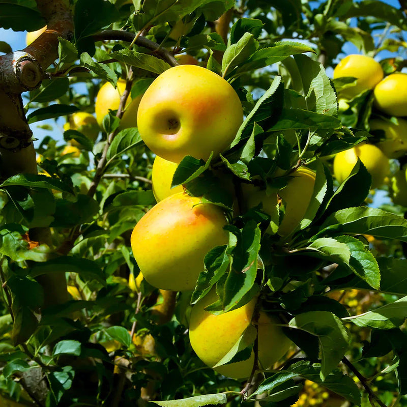 Pommier Golden (Malus domestica Golden Delicious) 6 - Achat en ligne