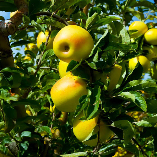 Palissade Pommier 'Golden'