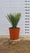 Yucca (Yucca Rostrata) 9 - Achat en ligne