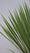 Image to render