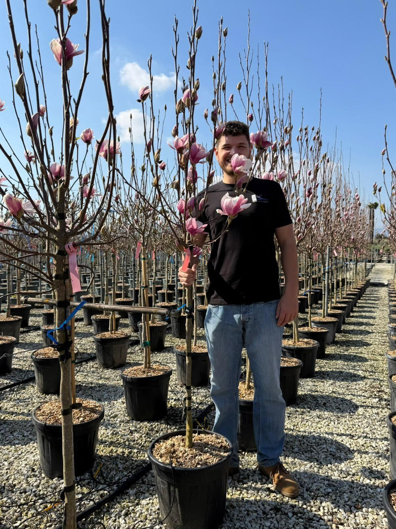Magnolia de Soulange en Demi-tige (Magnolia Soulangeana)