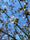 Cerisier à fleurs en tige (Prunus serrulata Tai-haku)