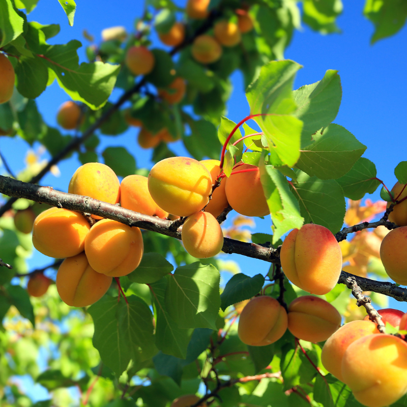 Abricotier Bergeron (Prunus armeniaca Bergeron) 5 - Achat en ligne