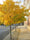 Image to render