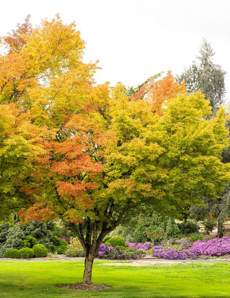 Acer Palmatum Sangokaku 3 - Achat en ligne