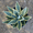 Agave panaché (Agave Variegata) 3 - Achat en ligne