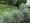 Agave panaché (Agave Variegata) 1 - Achat en ligne