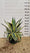 Agave panaché (Agave Variegata) 2 - Achat en ligne