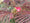 Image to render