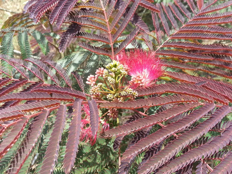Albizia Julibrissin "Evey's Pride"