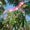 Image to render