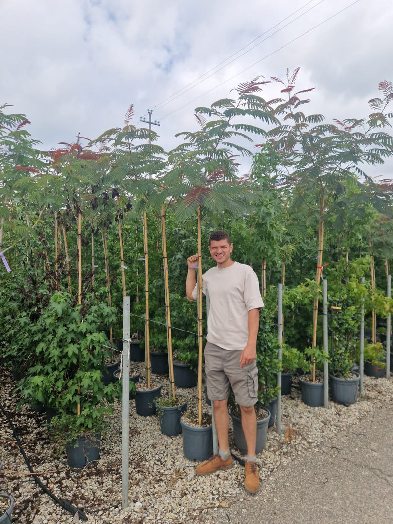 Albizia Julibrissin "Evey's Pride"
