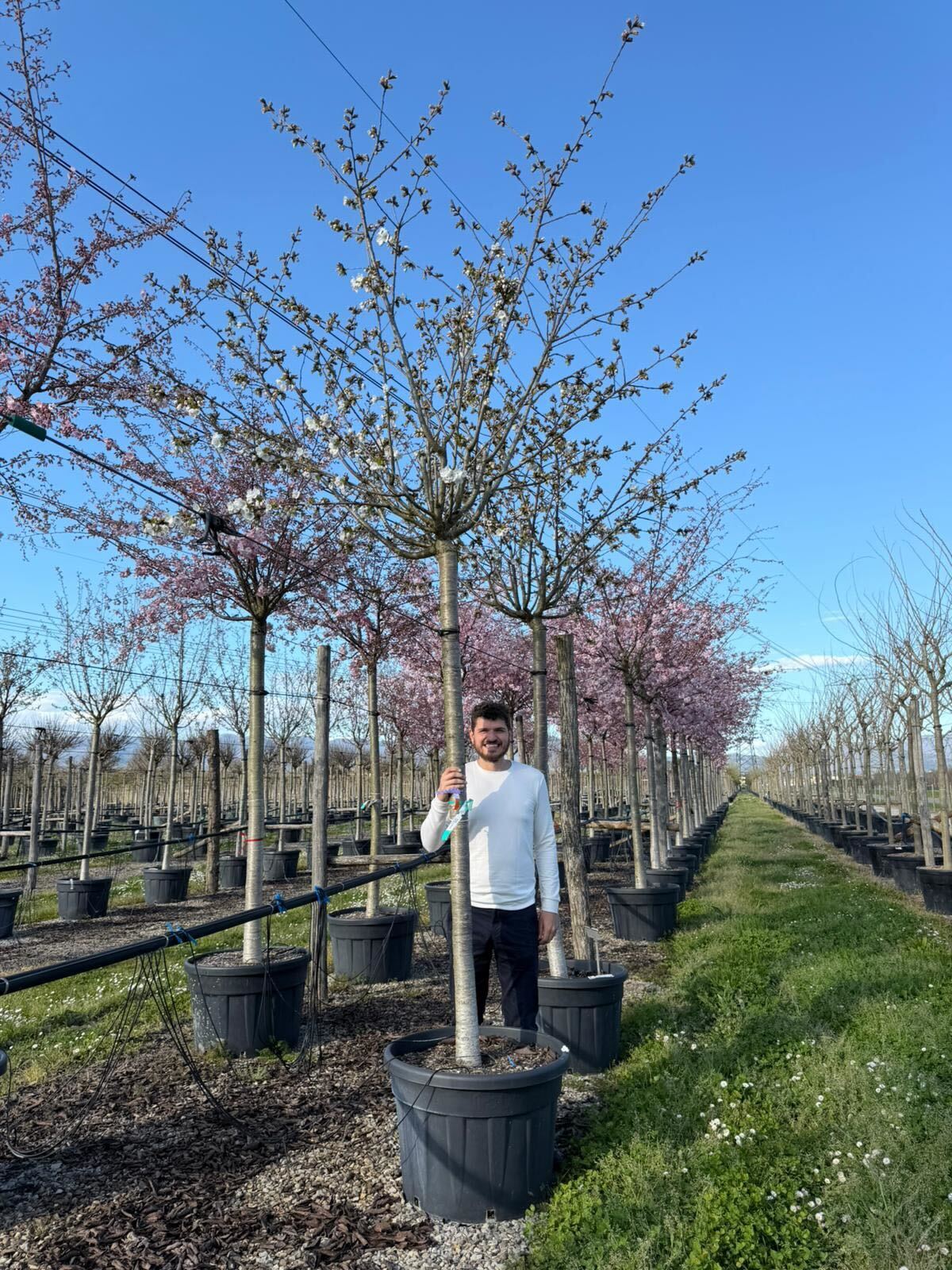Cerisier à fleurs en tige (Prunus serrulata Tai-haku)