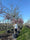 Cerisier à fleurs en tige (Prunus serrulata Tai-haku)