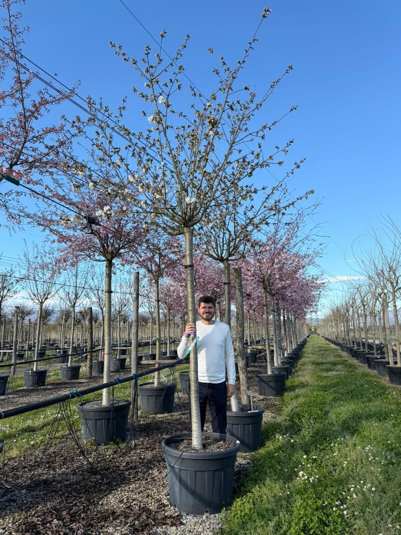 Cerisier à fleurs en tige (Prunus serrulata Tai-haku)