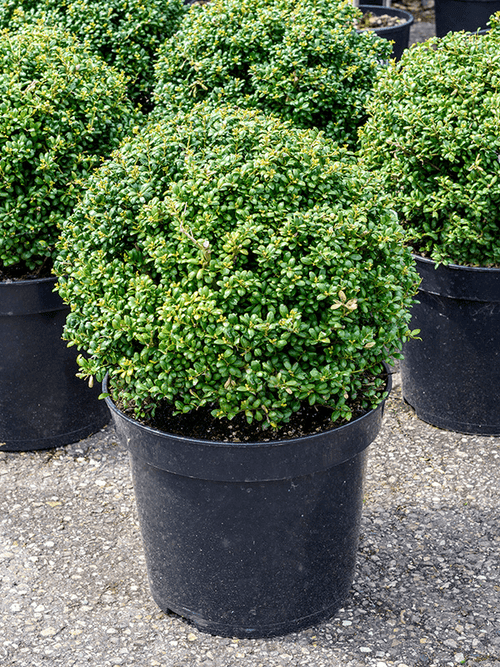 Houx Crénelé en boule (Ilex Crenata)