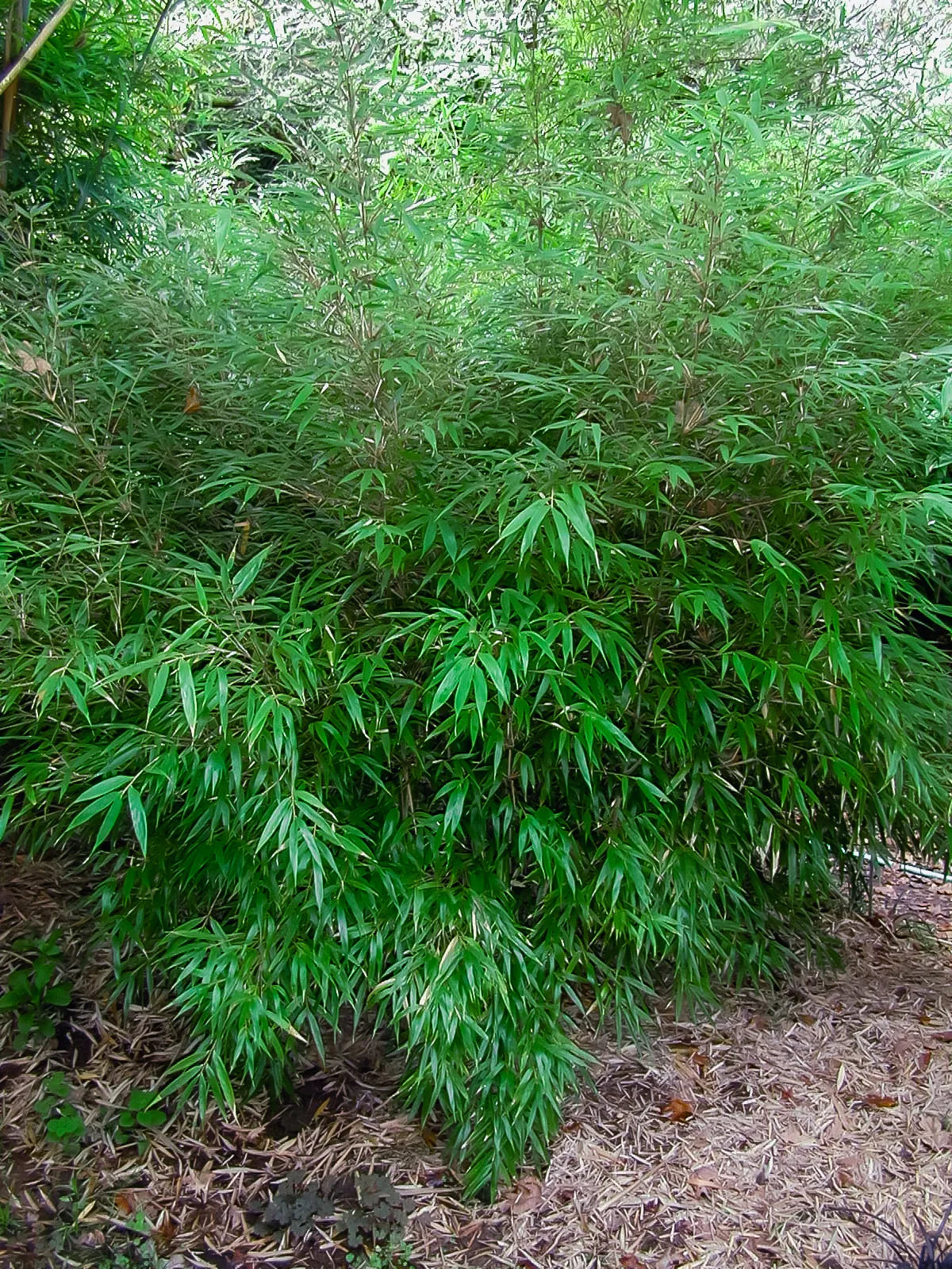 Fargesia Rufa • Plantes de Provence