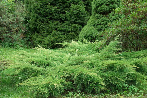 Genévrier Rampant (Juniperus horizontalis) 1 - Achat en ligne