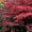 Image to render