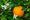 Orangers 1 - Achat en ligne