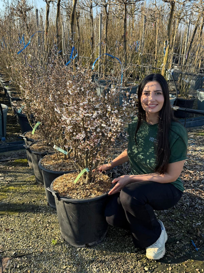 Cerisier à fleurs nain du Japon (Prunus incisa Kojo-no-mai)