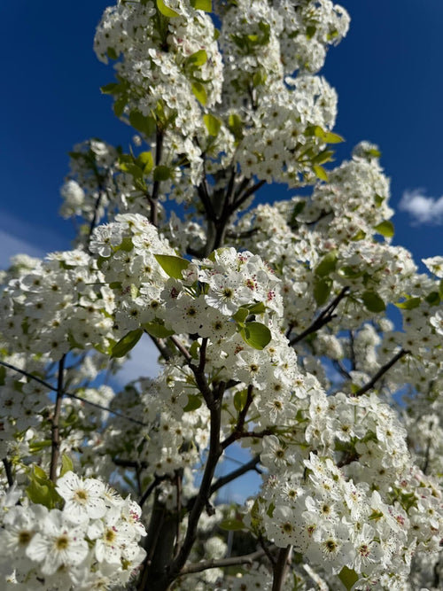 Poirier à fleurs en touffe