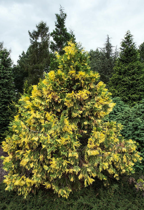 Cèdre blanc de Californie (Calocedrus decurrens Aureovariegata)
