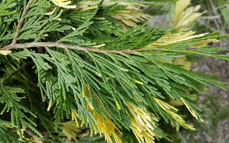 Cèdre blanc de Californie (Calocedrus decurrens Aureovariegata)