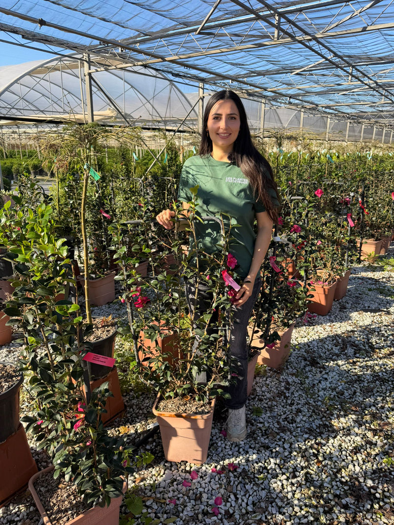 Camélia d'Automne en Palissade