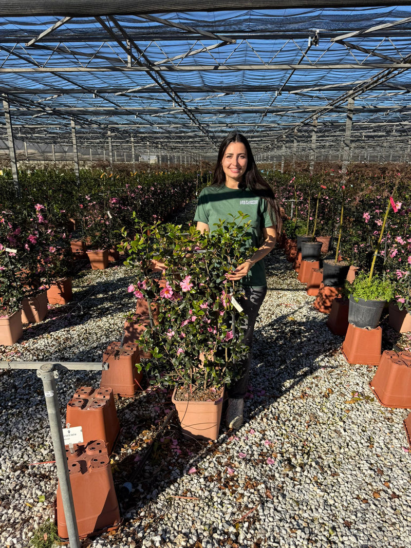 Camélia d'Automne en Palissade