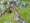 Image to render