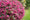 Image to render