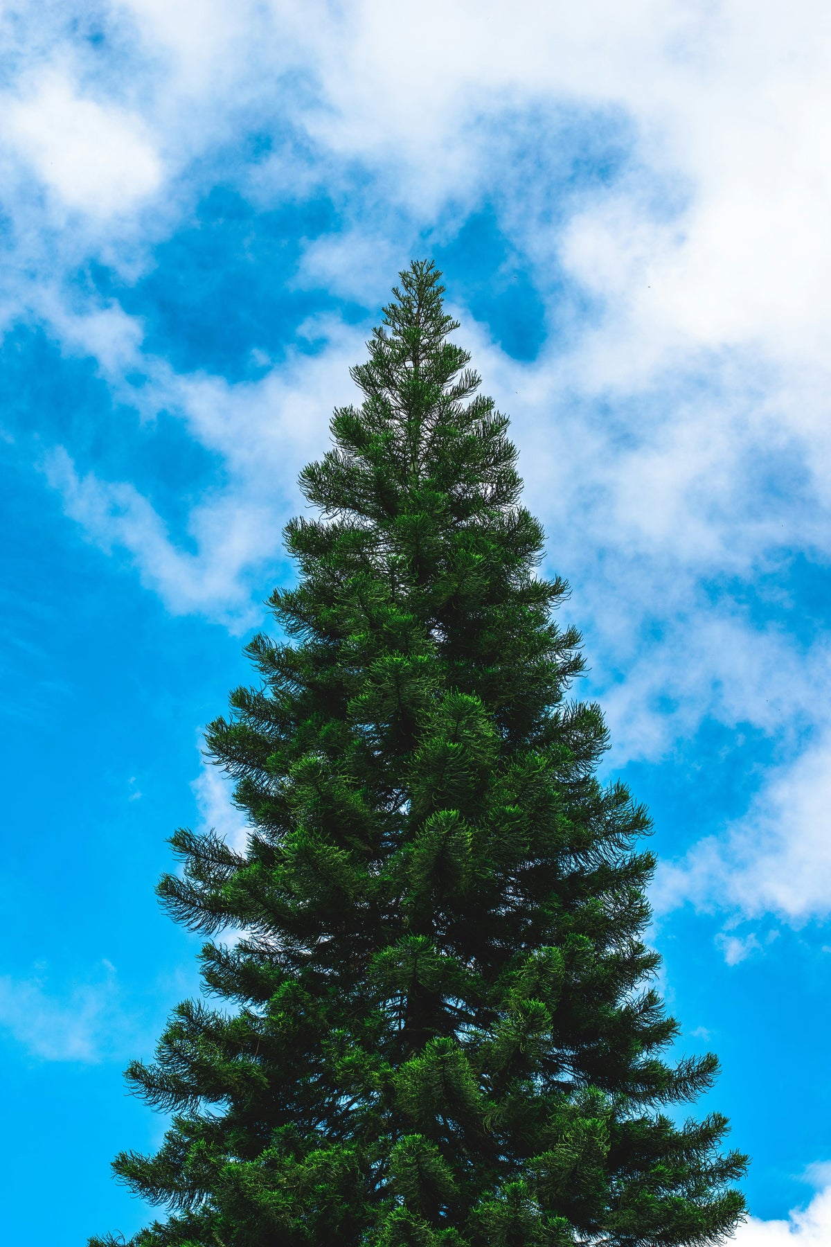 Pin noir (Pinus Nigra) 17 - Achat en ligne