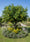 Image to render