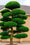 Image to render